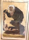 Eighteenth Century, hand colored Etching exotic monkey 10 x 8“