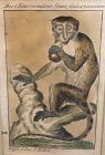 Eighteenth Century, hand colored Etching Exotic monkey