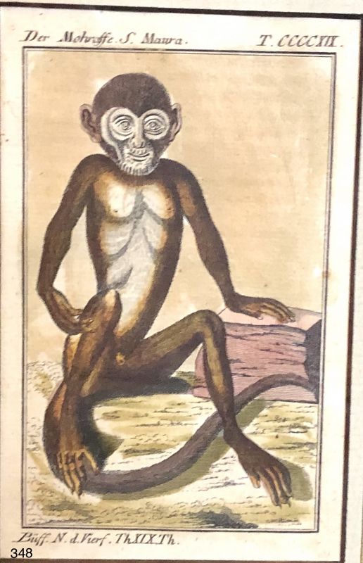 English  Eighteenth Century, hand colored Etching Exotic Monkey