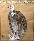 Persian illuminated Manuscript “Falcon” watercolor