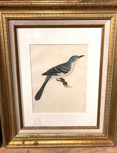 1848 Watercolor Illustration Mockingbird After An 1808 By Wilson 10x13