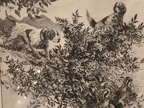 American Story Illustration Circa 1913 Of Springer Spaniels