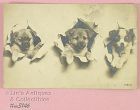 Puppies Vintage Postcard Postmarked 1907
