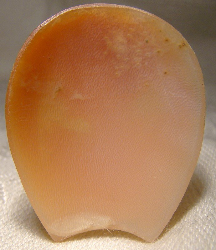 Horseshoe Shaped Shell Cameo - 1930s 1940s New Old Stock NOS Unset