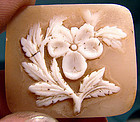 FLORAL 19thC UNSET SHELL CAMEO -  Unusual