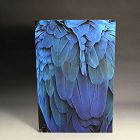 “Blue-and-yellow Macaw 1” by Horitani Shoichi