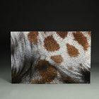 “Reticulated Giraffe 2” by Horitani Shoichi