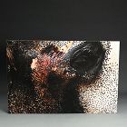 “Indian Elephant 1” by Horitani Shoichi