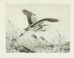 Winifred Austen, etching, "Heron Making Off"