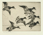 Frank Benson, etching, Bunch of Bluebills, 1931, 495.00