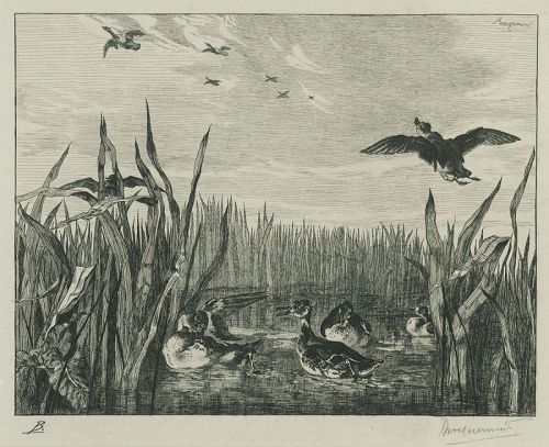 Felix Bracquemond, etching, "Sarcelles (Teals)"