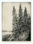 Ruth Swett etching, Deer Isle Spruces,