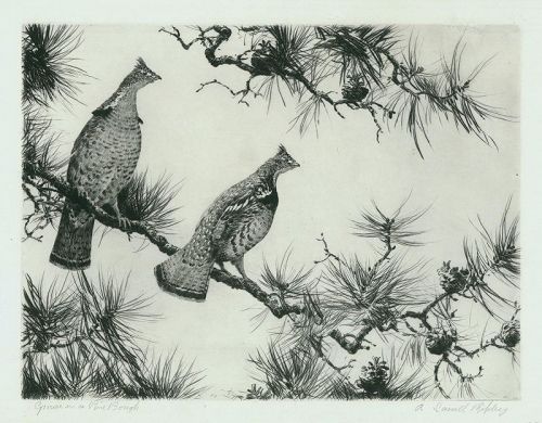 Aiden Riipley etching, Grouse on Pine Bough