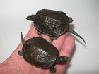 Japanese Pair of Bronze Turtle Okimonos, Signed