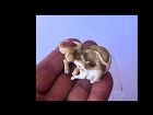 Japanese Netsuke of a Buffalo and Calf, Signed Matsuyama