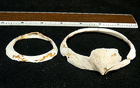 Hohokam Frog Head Shell Bracelet with extra shell brace