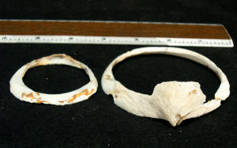 Hohokam Frog Head Shell Bracelet with extra shell brace (item