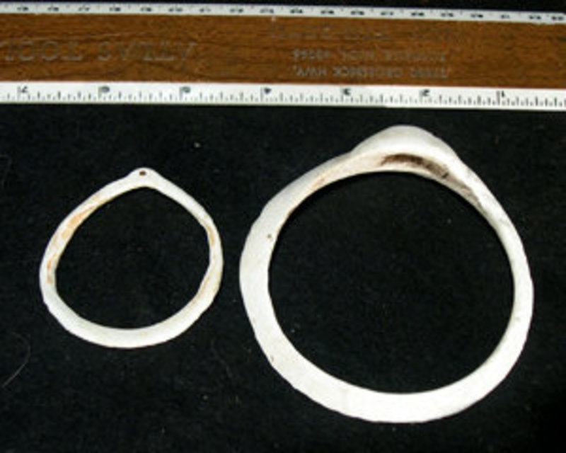 Hohokam Frog Head Shell Bracelet with extra shell brace (item #849260)