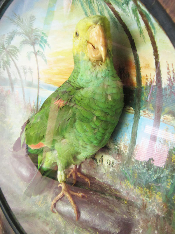 Framed Parrot Diorama