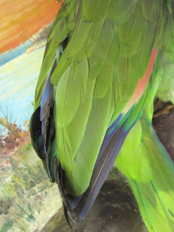 Framed Parrot Diorama