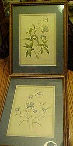Pair of framed  matted Botanical prints by  P J Redoute