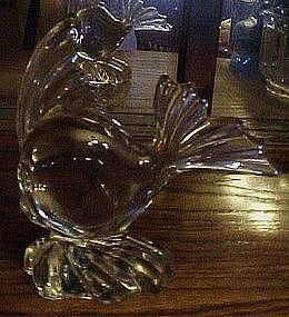 Viking glass angelfish