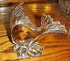 Viking glass angelfish