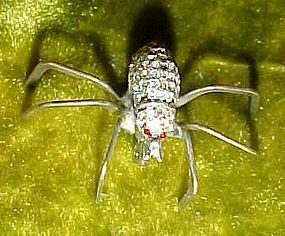 Marcasite  silver spider pin