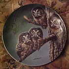 Knowles Beginning to Explore Boreal owls 6th plate