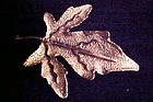 Vintage BSK gold tone maple leaf pin