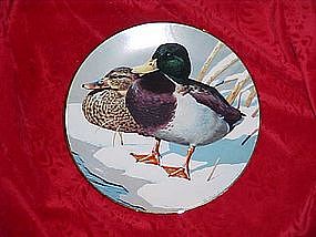 Mallards, Nature's Heritage, waterfowl of America