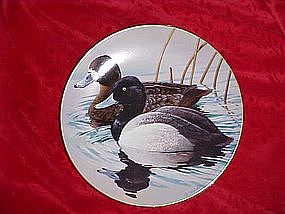 Lesser Scaup, Nature's Heritage, Waterfowl of America