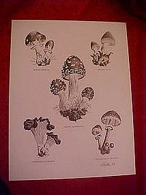 Mushroom species print, by Dathe 1973