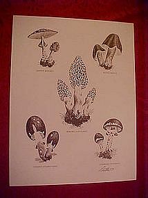 Print of mushrom species, Dathe 1973