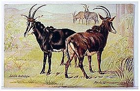Raphael Tuck "Oilette" Sable Antelope (Maude Scrivner)
