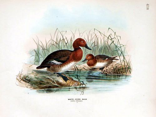 DUCK WHITE EYED Henry Dresser Keulemans Birds Europe 1872 London