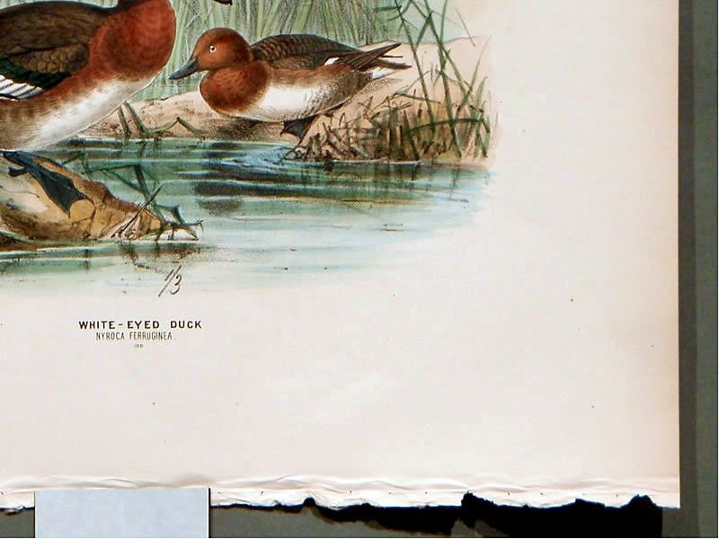 DUCK WHITE EYED Henry Dresser Keulemans Birds Europe 1872 London