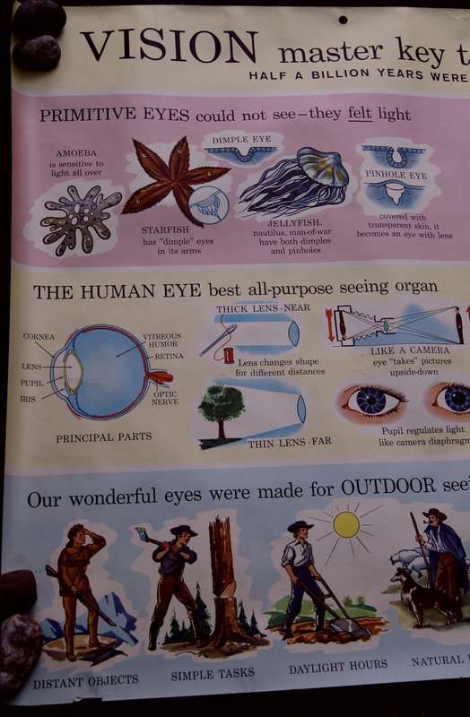 Colorful 1956 Eye Vision Ophthalmology Optometry Chart DoubleSided