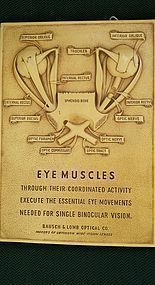 C1950 Bausch & Lomb Eye Muscles Anatomy Medical Teaching Display