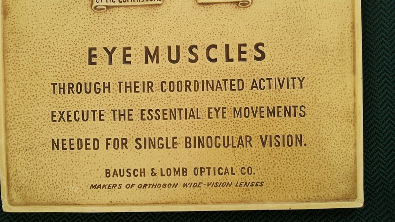 C1950 Bausch &amp; Lomb Eye Muscles Anatomy Medical Teaching Display