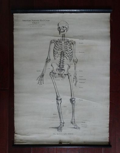 1910 Set of 3 Anatomical Medical Charts Skeleton Muscles Circulation