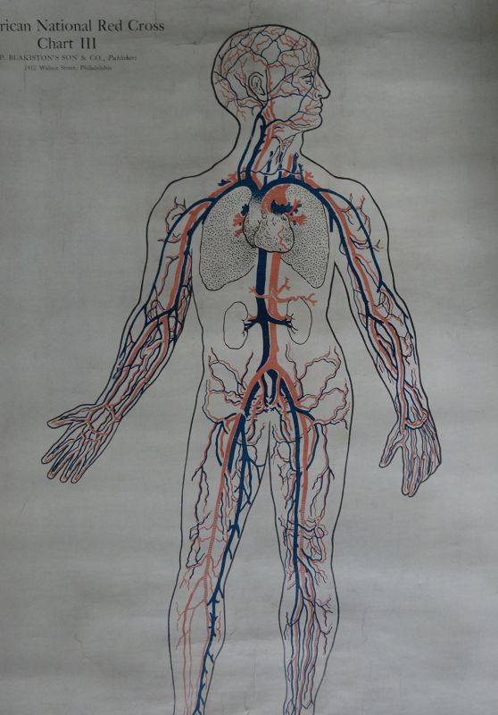 1910 Set of 3 Anatomical Medical Charts Skeleton Muscles Circulation