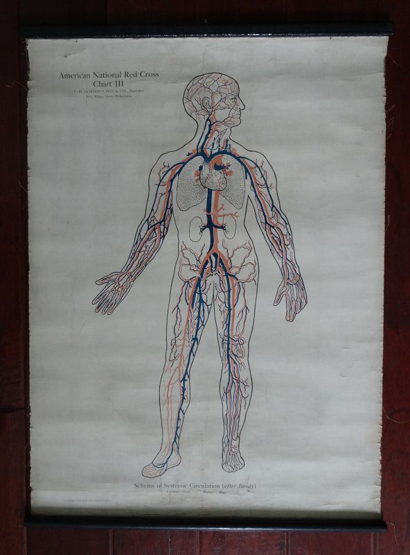1910 Set of 3 Anatomical Medical Charts Skeleton Muscles Circulation