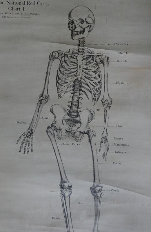 1910 Set of 3 Anatomical Medical Charts Skeleton Muscles Circulation