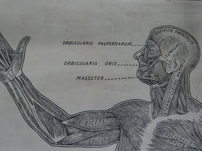 1910 Set of 3 Anatomical Medical Charts Skeleton Muscles Circulation