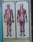 Fab 1935 Medical Teaching BODYSCOPE Anatomical Chart