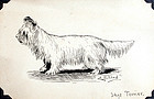 Drawing of a Skye Terrier by E.F.D. Pritchard (b. 1809)