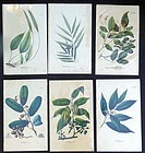 Set of Six Botanical Lithographs, circa 1830