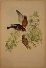 Gould and Richter, American 19th C. Lithograph.  Original color