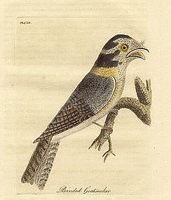 John Latham, Birds, 1822.